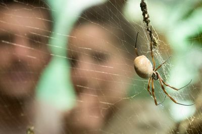 How to treat a spider bite and symptoms to look out for