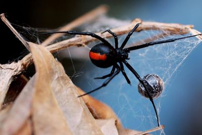 How do you treat a spider bite and what are the symptoms to look out for?