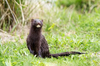 Freed mink could cause an eco-crisis