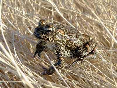 Endangered listing for Nevada toad in geothermal power fight