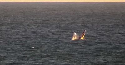 Humpback whales captured off UK coast in incredible footage of 'rare' sightings