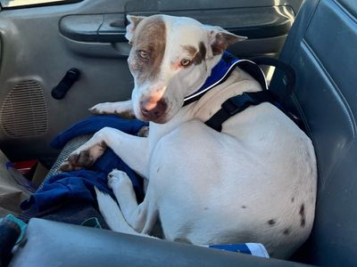 ‘Reckless driver’ who crashed into two cars at Texas Walmart was actually dog