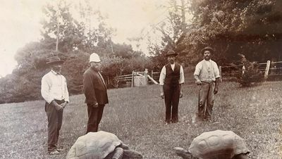 Meet Jonathan – the world’s oldest land animal – as he comes out of his shell for his 190th birthday