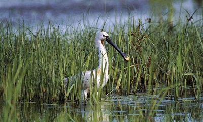 Spoonbills rebound as UK farmers bolster tree cover and wetlands