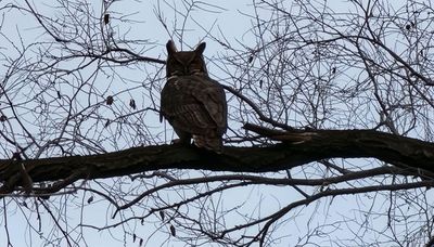 Thinking of ice anglers, a suburban great horned owl, Wisconsin deer harvest, hunting shed antlers