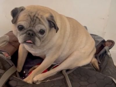 Pug named ‘Noodle’ who went viral on TikTok dies aged 14
