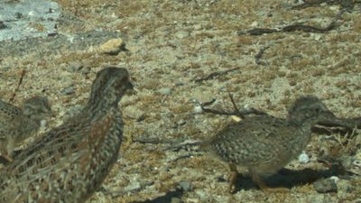 Abrolhos painted button-quail species threatened by predators, rainfall decline