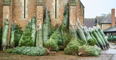'I work at a Christmas tree farm - there's one customer complaint that drives me mad'