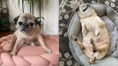 Noodle The Pug Has Sadly Passed Away And I’m Officially Calling It A No Bones Day
