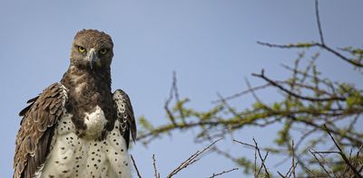 A dangerous pesticide isn't being monitored in key bird of prey populations - we're shedding light on that gap