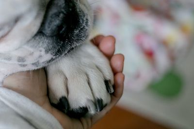 We need to start treating grieving for our pets seriously — therapists can help