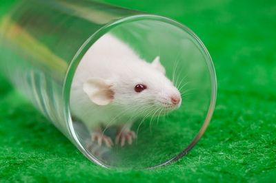 Ethics in animal research: 4 important guidelines, according to a scientist and a vet