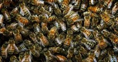 The buzz about eradicating Hunter's varroa bees was a surprise to me