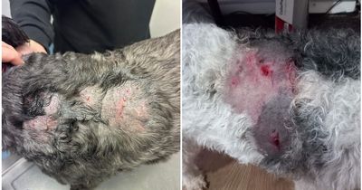 Terrified family's beloved dog mauled in front of them while mum held on to baby