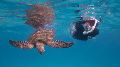 Heron Island research shows green sea turtle gender ratios in southern Great Barrier Reef