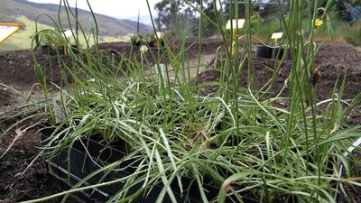 Researchers look to native crops to improve drought resilience for broadacre farming