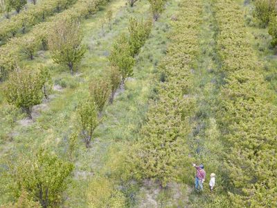 Qld farms need gas subsidence protections