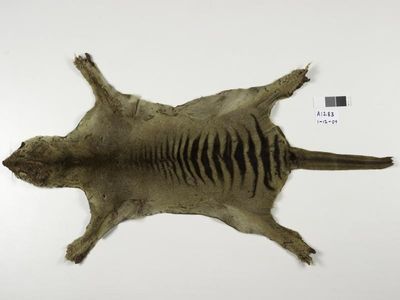 Long lost Tassie tiger found at museum