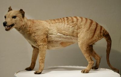 Long-lost remains of last Tasmanian tiger from 1936 found in museum cupboard