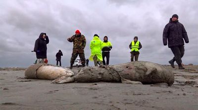 2,500 seals found dead along Russian coastline