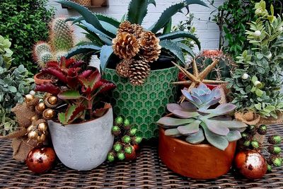 How to give your houseplants the wow factor this Christmas