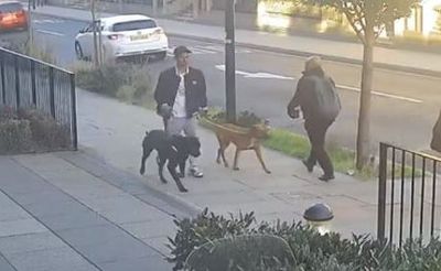 Police release images of dogs after 11-year-old girl mauled in Stepney Green