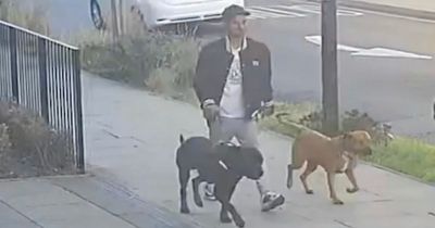 Police release CCTV to hunt down owner after 11-year-old girl attacked and mauled by dog