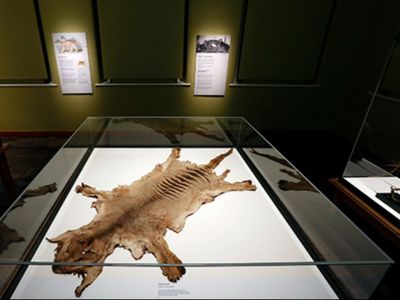 Remains of last Tasmanian tiger discovered after decades-long mystery