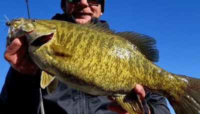 A big smallmouth bass comes in late fall from southern Lake Michigan