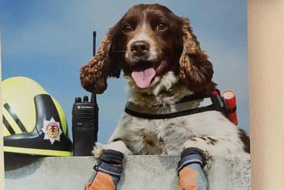 Tributes pour in for 'beautiful' Scots search and rescue dog