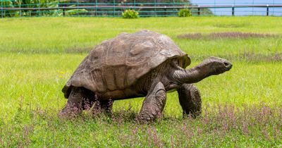 The world's oldest tortoise has turned 190 - but experts think he could be older