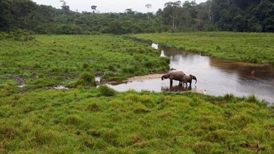 Biodiversity hotspot Gabon offers safe haven to endangered species