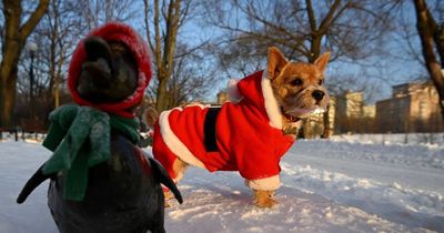 Bring your dog to see Santa Paws at indoor doggy Christmas market this Sunday