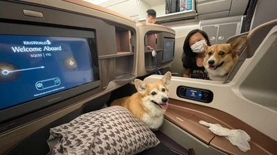 Two corgis get to fly business class