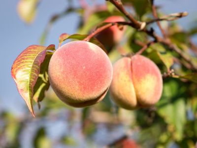 Govt investigating China peach dumping claims