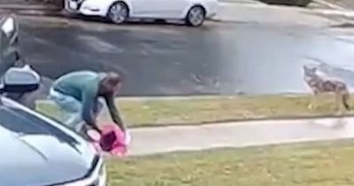 Coyote attacks child in front of horrified dad who comes to her rescue in footage