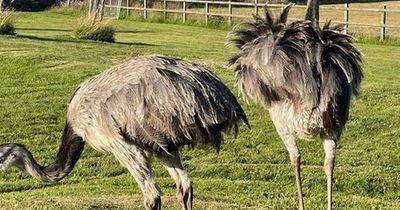 Dogs mauled ostrich to death as men in camouflage gear shouted 'kill it, kill it, kill it'