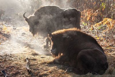 Watch as Kent woods opened to first free roaming bison in thousands of years