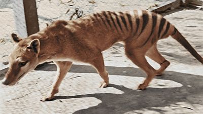 Stop calling the last thylacine Benjamin, Tasmanian tiger researcher says