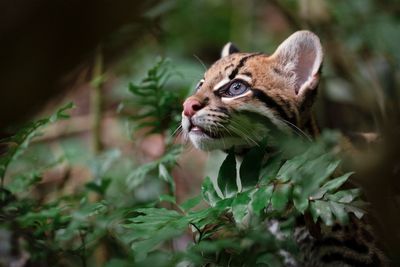 Amazon's "Wildcat" is no Disney movie