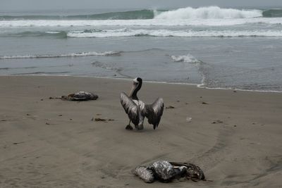 Pelicans dying as bird flu outbreak spreads to Venezuela