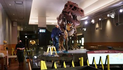 The Field’s Sue lends a hand to paleontologists studying why T. Rex arms are so short