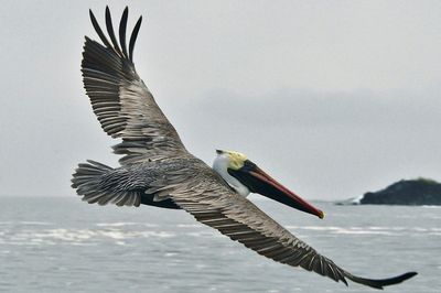 How tackling invasive species on land can spark 'stunning' improvements at sea