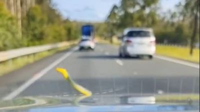 Snake slithers out of car bonnet during family road trip on Pacific Highway, NSW
