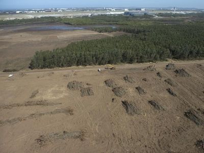Qld beef farms drive deforestation: report