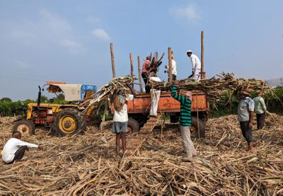 Thailand could benefit as India's sugar output set to drop 7%