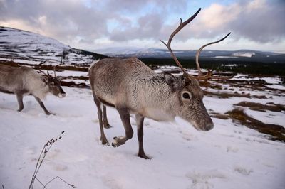 Animal welfare charities call for boycott of reindeer events this Christmas