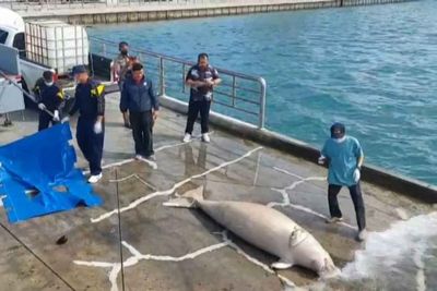 Carcass of rare dugong found floating in Sattahip bay