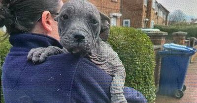 Mistreated puppy who looked like a seal after going bald undergoes incredible transformation