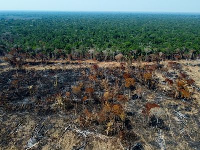 EU agrees ban on imports driving deforestation